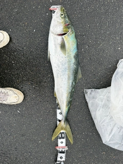 ブリの釣果
