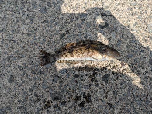 アブラコの釣果