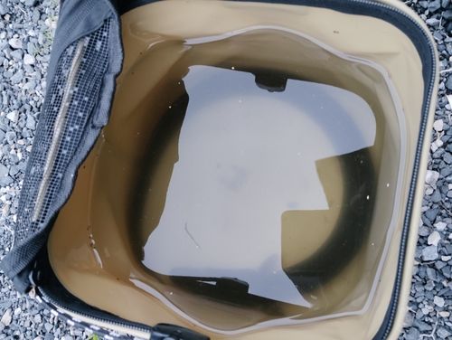 ニホンウナギの釣果