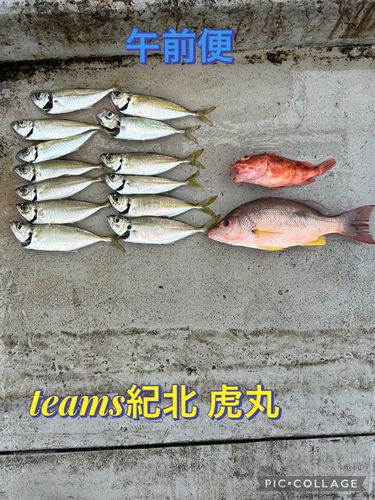 クロホシフエダイの釣果
