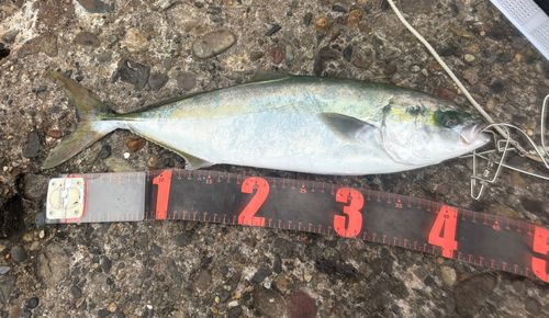 イナダの釣果
