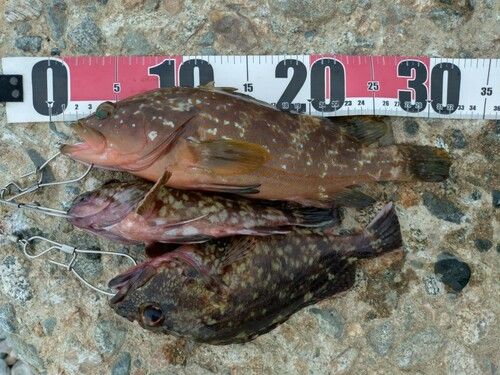 キジハタの釣果