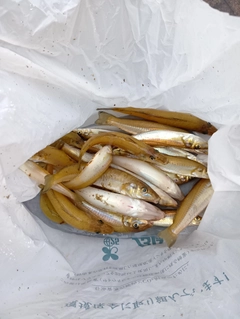 キスの釣果