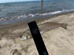 シロギスの釣果