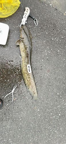 ナマズの釣果