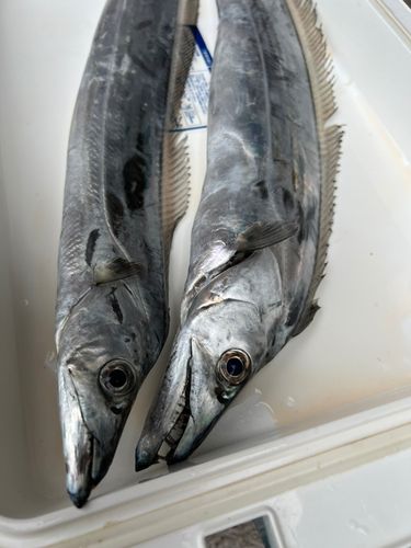 タチウオの釣果