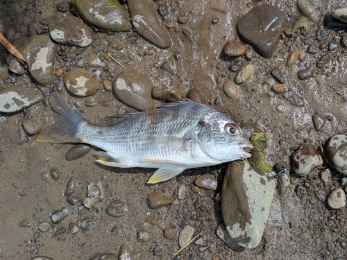 キビレの釣果