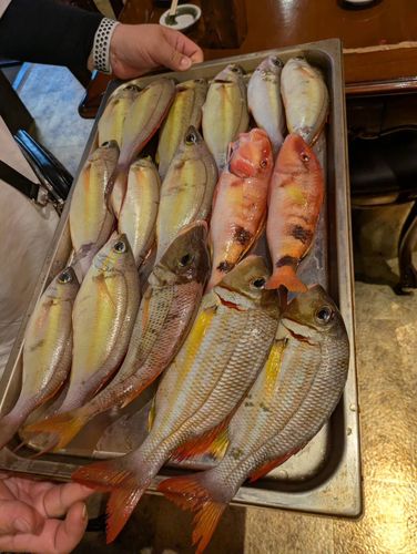フエフキダイの釣果