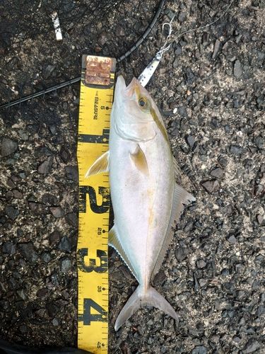 ネリゴの釣果