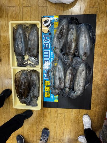 アオリイカの釣果