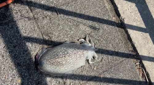 シリヤケイカの釣果