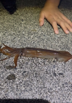 ムギイカの釣果