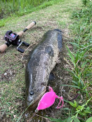 ライギョの釣果