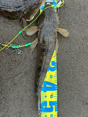 マゴチの釣果