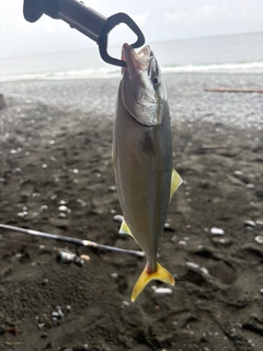 ワカシの釣果