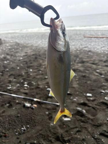 ワカシの釣果