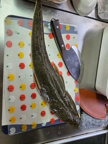 マゴチの釣果