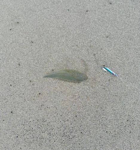 シタビラメの釣果