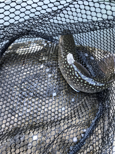 イワナの釣果