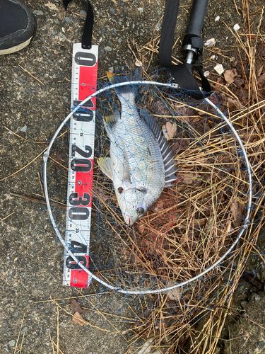 キビレの釣果