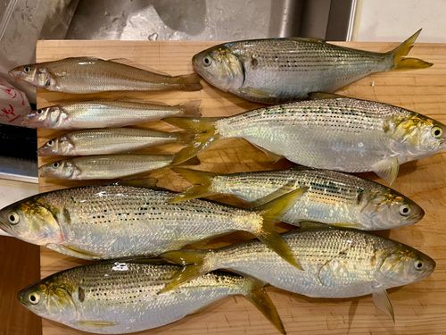 シロギスの釣果