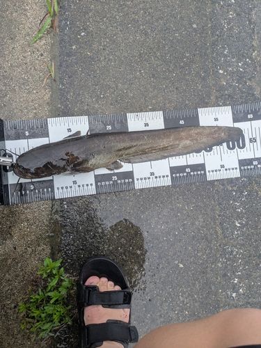 ナマズの釣果