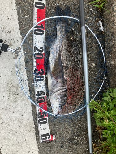 チヌの釣果