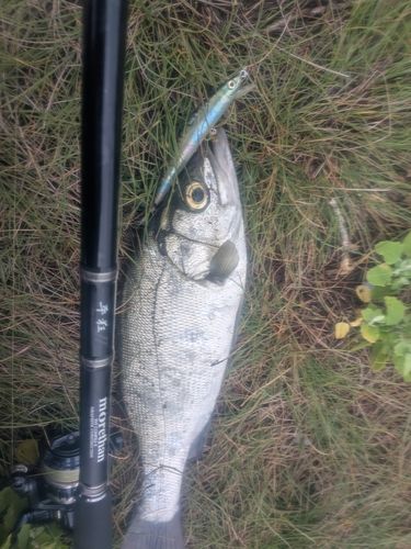 ヒラスズキの釣果