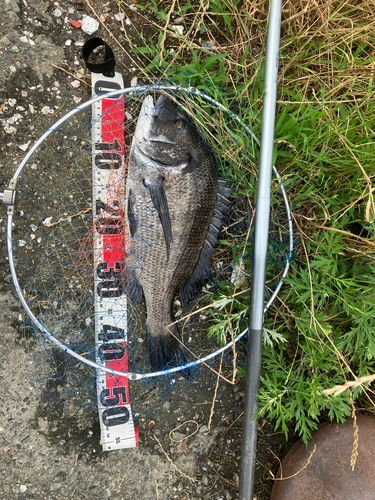 チヌの釣果