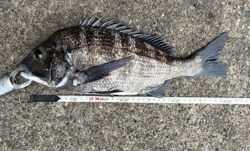 クロダイの釣果