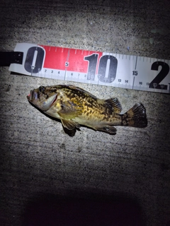 クロソイの釣果