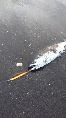 サクラマスの釣果