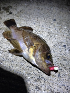 メバルの釣果