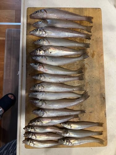 キスの釣果