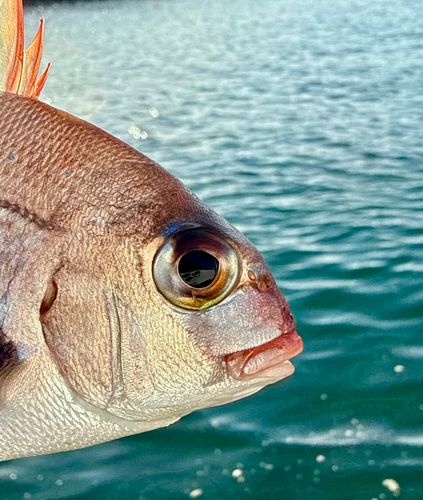チャリコの釣果