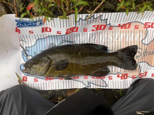 スモールマウスバスの釣果
