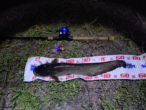 ナマズの釣果