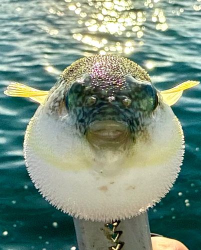 フグの釣果