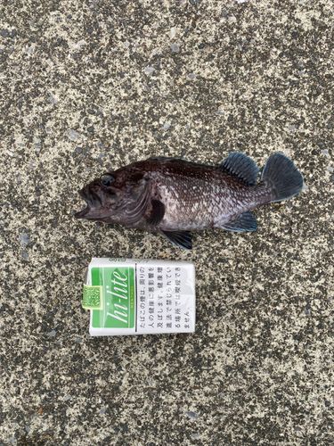マゾイの釣果
