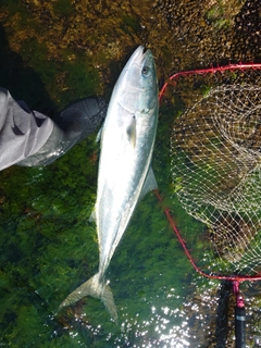 ブリの釣果
