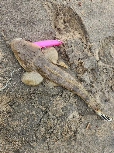 マゴチの釣果