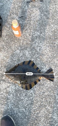 カワガレイの釣果