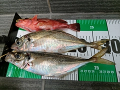 アジの釣果