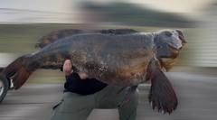 アイナメの釣果