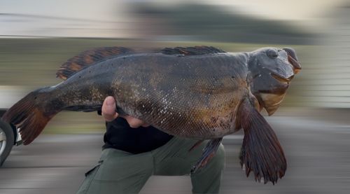 アイナメの釣果