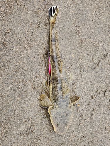 マゴチの釣果