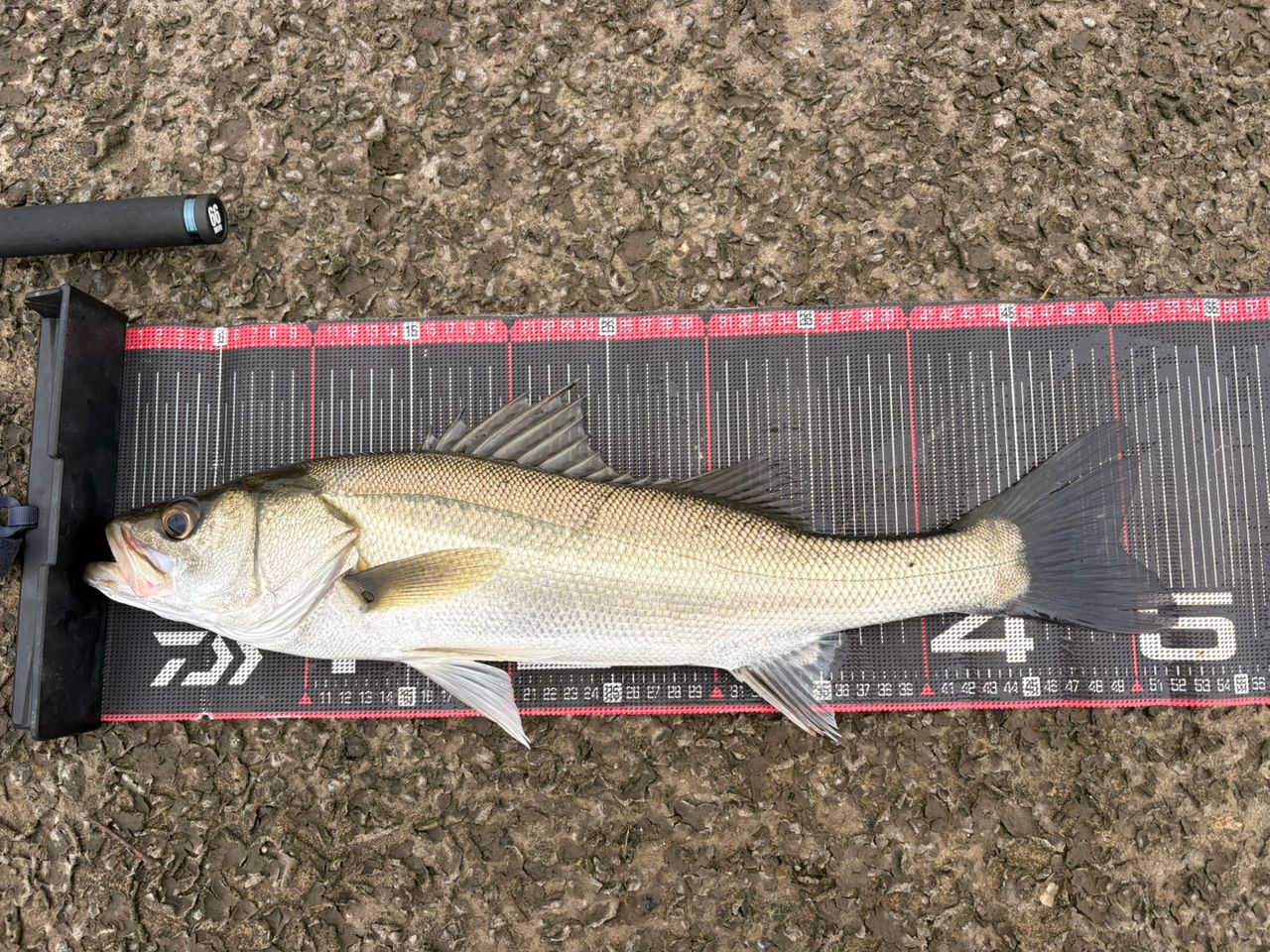 DAIWA 21カルディア LT4000-CXHの最安値・インプレ・釣果 | 本音の