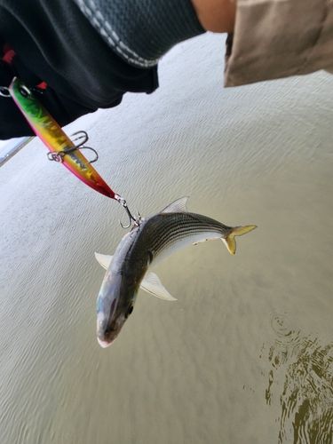 コノシロの釣果