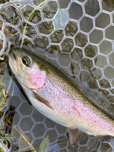 ニジマスの釣果