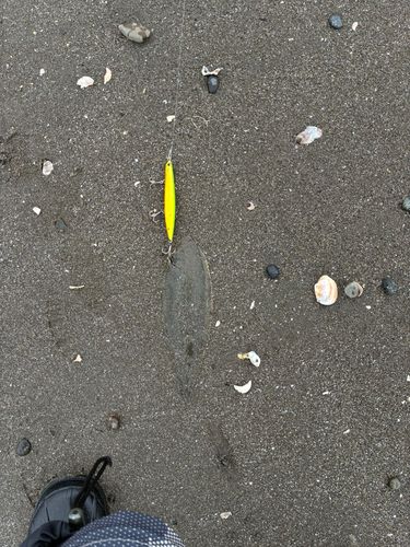 シタビラメの釣果